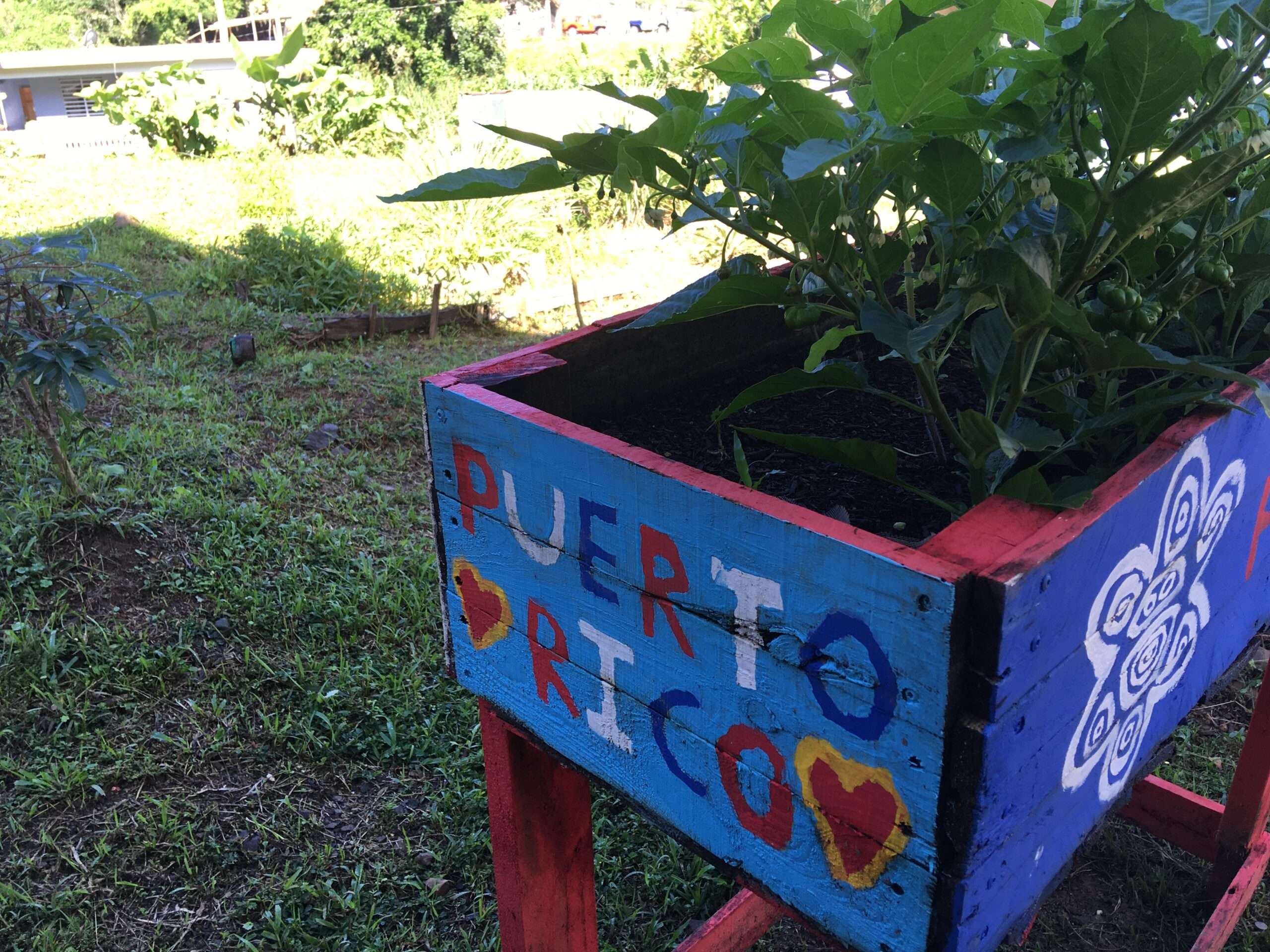 Love Puerto Rico