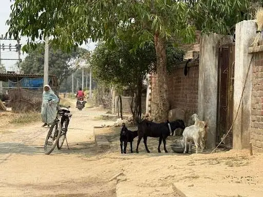 Rural Indian village street with goats and residents